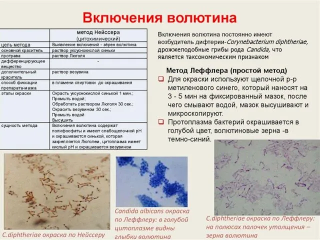 Структура бактериальной клетки а) постоянные структурные элементы - имеются у каждого