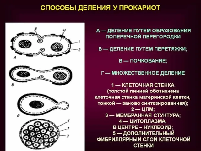 По Берджи, царство прокариот делится на 4 отдела в зависимости от