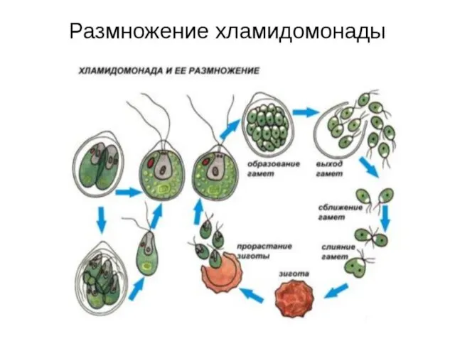 Систематика (от греч. Systematicos упорядоченный)- распределение микроорганизмов в соответствии с их