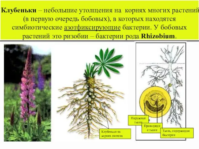 Клубеньки – небольшие утолщения на корнях многих растений (в первую очередь