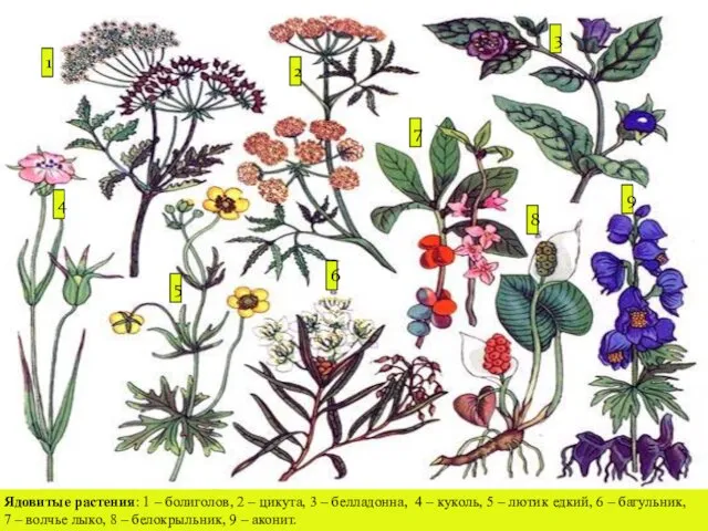 Ядовитые растения: 1 – болиголов, 2 – цикута, 3 – белладонна,