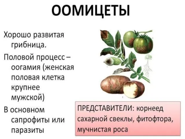 Луи́ Пасте́р 1822 — 1895 Пастер, показав микробиологическую сущность брожения и