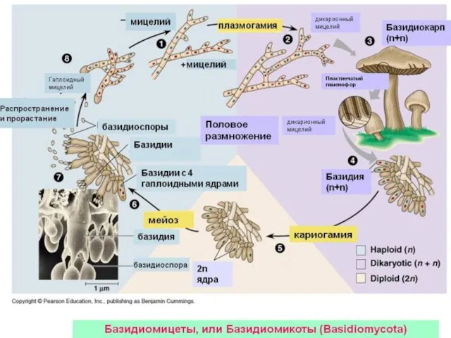 Никола́й Фёдорович Гамалея 1859— 1949 В 1886, при содействии Луи Пастера,