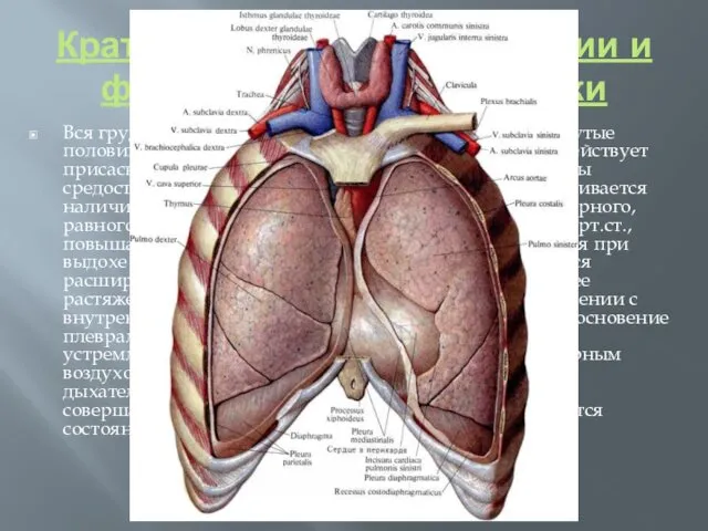 Краткие сведения по анатомии и физиологии грудной клетки Вся грудная полость