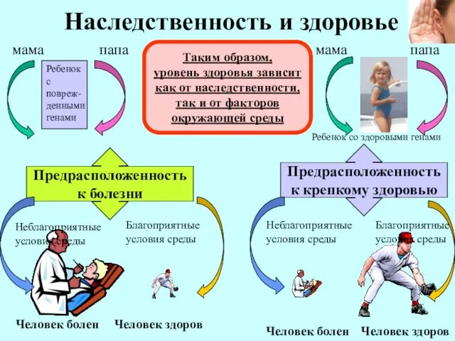 Наследственность и здоровье мама папа Ребенок с повреж- денными генами Предрасположенность