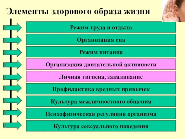 Элементы здорового образа жизни Режим труда и отдыха Организация двигательной активности