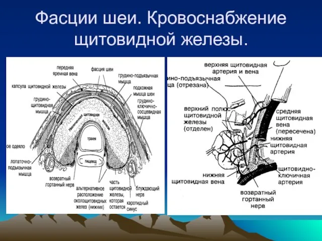 Фасции шеи. Кровоснабжение щитовидной железы.