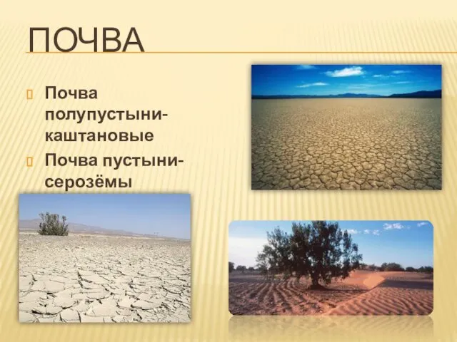 ПОЧВА Почва полупустыни- каштановые Почва пустыни- серозёмы