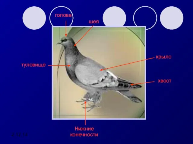 2.12.14 голова шея крыло туловище Нижние конечности хвост