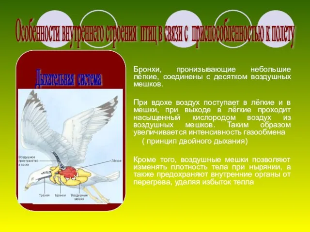 Бронхи, пронизывающие небольшие лёгкие, соединены с десятком воздушных мешков. При вдохе