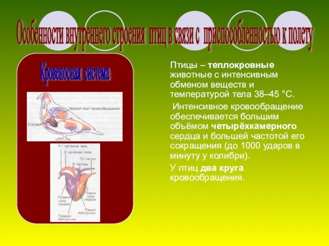 Птицы – теплокровные животные с интенсивным обменом веществ и температурой тела