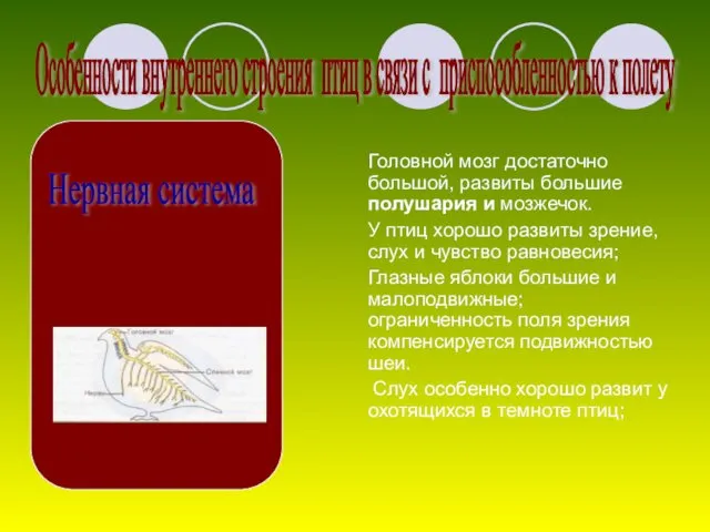 Головной мозг достаточно большой, развиты большие полушария и мозжечок. У птиц