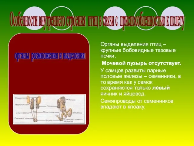 Органы выделения птиц – крупные бобовидные тазовые почки. Мочевой пузырь отсутствует.