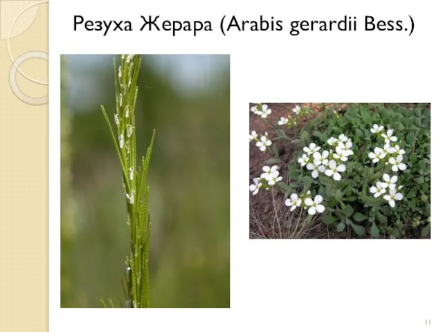 Резуха Жерара (Arabis gerardii Bess.)