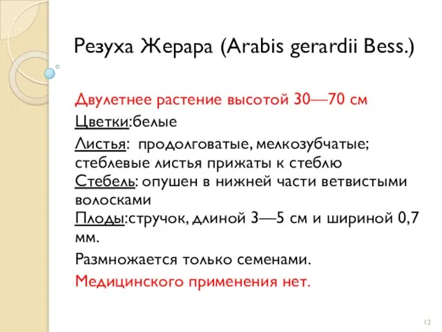 Резуха Жерара (Arabis gerardii Bess.) Двулетнее растение высотой 30—70 см Цветки:белые