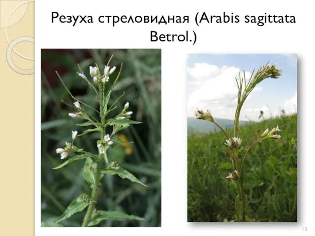 Резуха стреловидная (Arabis sagittata Betrol.)