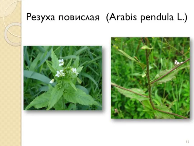 Резуха повислая (Arabis pendula L.)