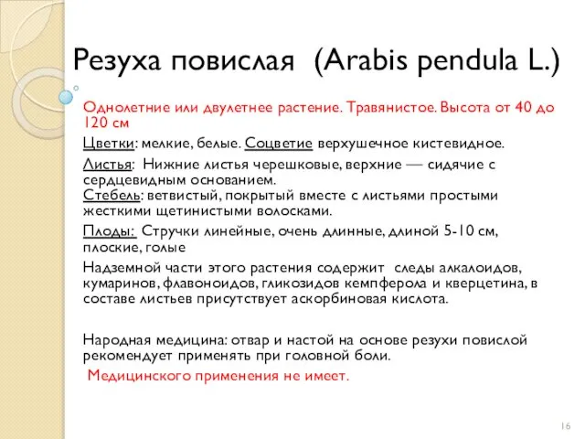 Резуха повислая (Arabis pendula L.) Однолетние или двулетнее растение. Травянистое. Высота