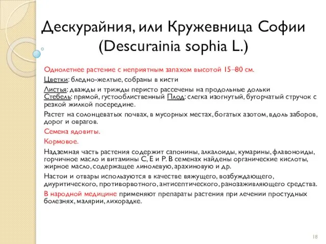 Дескурайния, или Кружевница Софии (Descurainia sophia L.) Однолетнее растение с неприятным