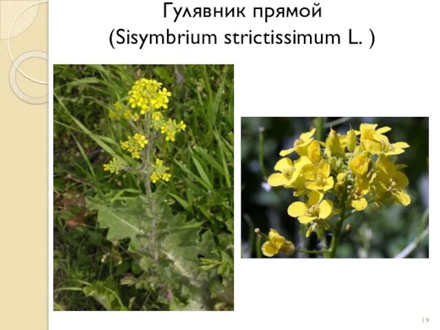 Гулявник прямой (Sisymbrium strictissimum L. )