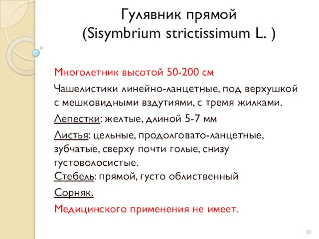 Гулявник прямой (Sisymbrium strictissimum L. ) Многолетник высотой 50-200 см Чашелистики