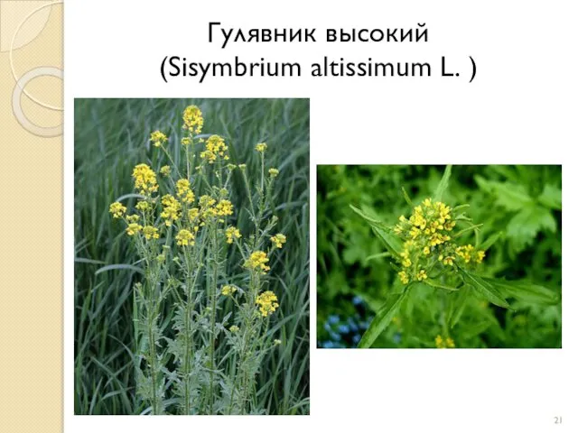 Гулявник высокий (Sisymbrium altissimum L. )