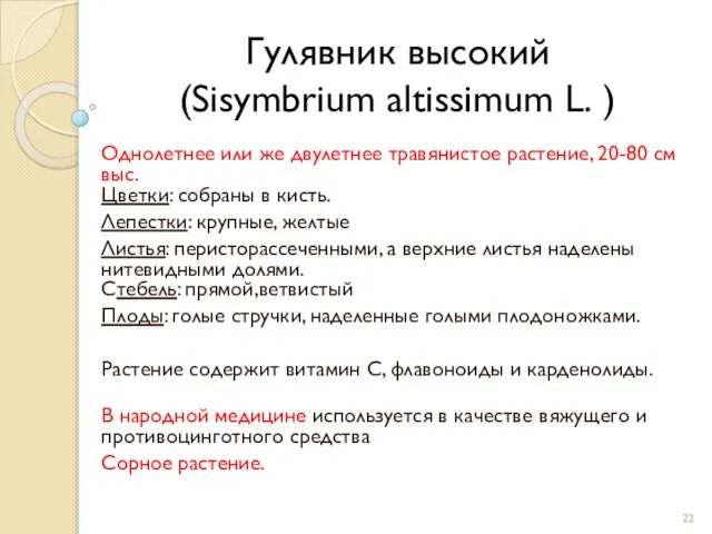 Гулявник высокий (Sisymbrium altissimum L. ) Однолетнее или же двулетнее травянистое