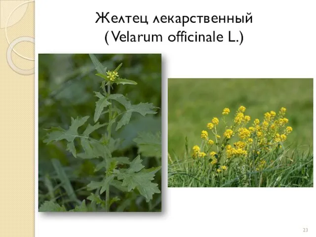 Желтец лекарственный ( Velarum officinale L.)