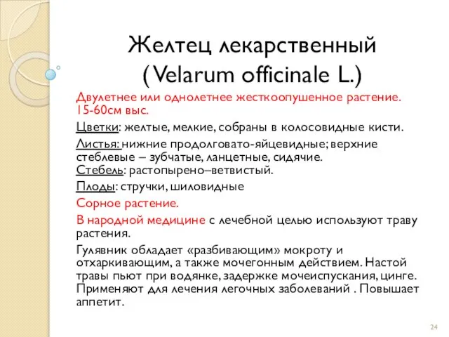 Желтец лекарственный ( Velarum officinale L.) Двулетнее или однолетнее жесткоопушенное растение.