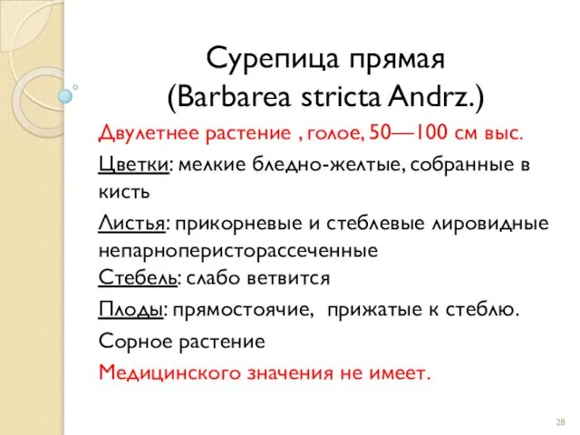 Сурепица прямая (Barbarea stricta Andrz.) Двулетнее растение , голое, 50—100 см