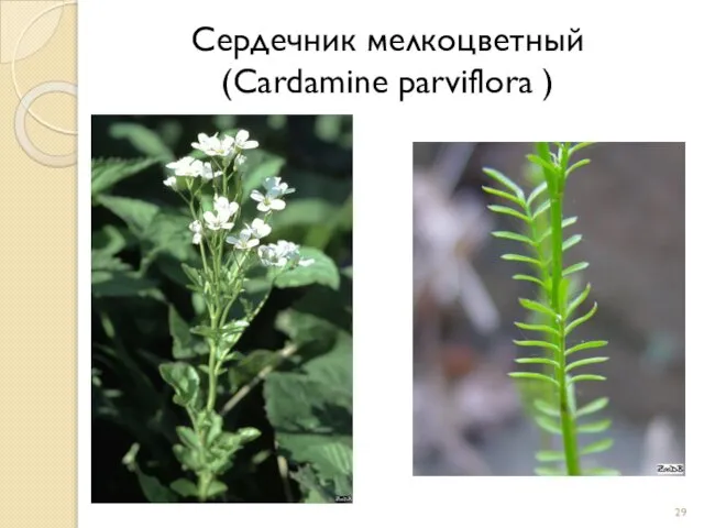 Сердечник мелкоцветный (Cardamine parviflora )