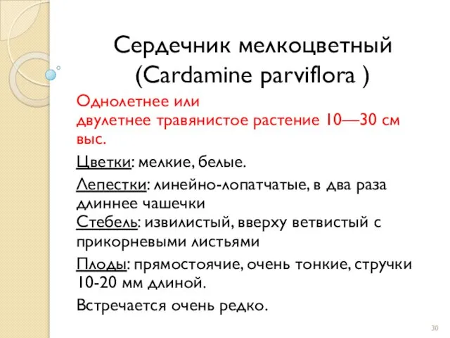 Сердечник мелкоцветный (Cardamine parviflora ) Однолетнее или двулетнее травянистое растение 10—30