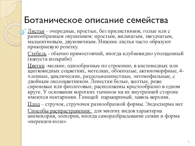 Ботаническое описание семейства Листья – очередные, простые, без прилистников, голые или