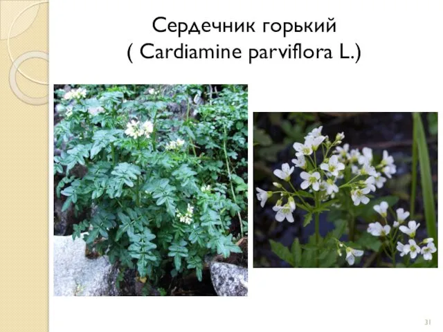 Сердечник горький ( Cardiamine parviflora L.)