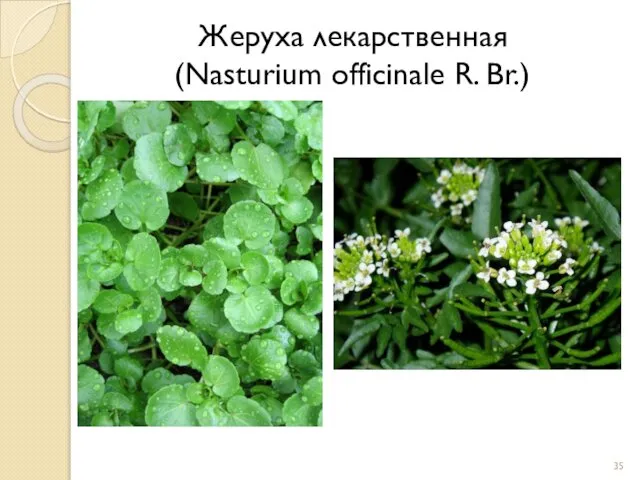 Жеруха лекарственная (Nasturium officinale R. Br.)