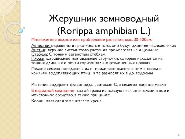 Жерушник земноводный (Rorippa amphibian L.) Многолетнее водное или прибрежное растение, выс.