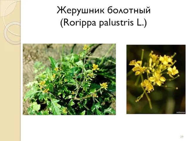 Жерушник болотный (Rorippa palustris L.)