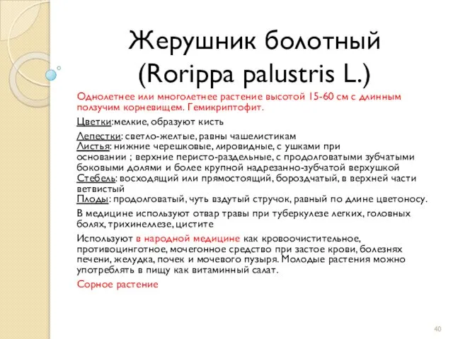 Жерушник болотный (Rorippa palustris L.) Однолетнее или многолетнее растение высотой 15-60