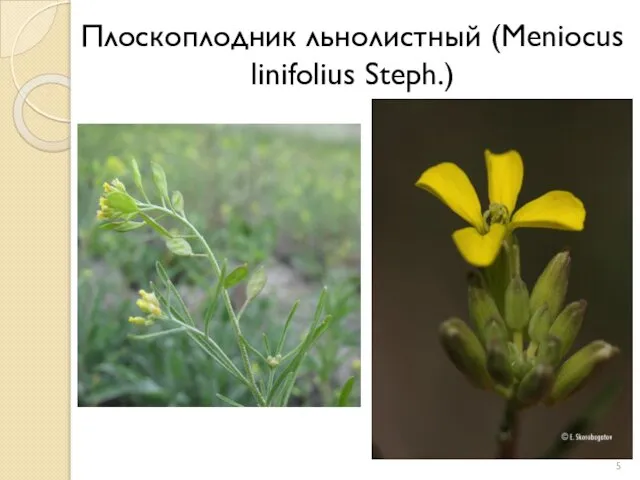 Плоскоплодник льнолистный (Meniocus linifolius Steph.)