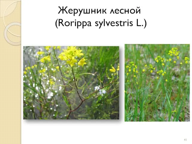 Жерушник лесной (Rorippa sylvestris L.)