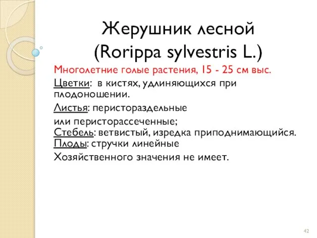 Жерушник лесной (Rorippa sylvestris L.) Многолетние голые растения, 15 - 25