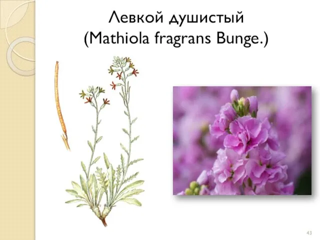 Левкой душистый (Mathiola fragrans Bunge.)