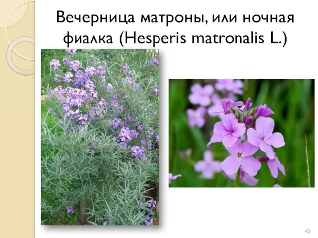 Вечерница матроны, или ночная фиалка (Hesperis matronalis L.)