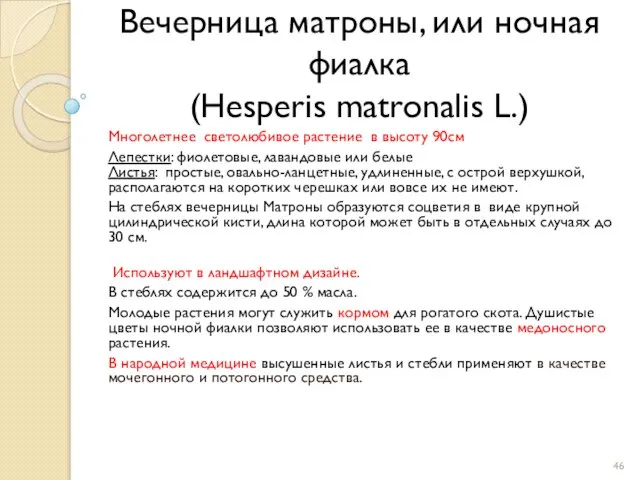 Вечерница матроны, или ночная фиалка (Hesperis matronalis L.) Многолетнее светолюбивое растение