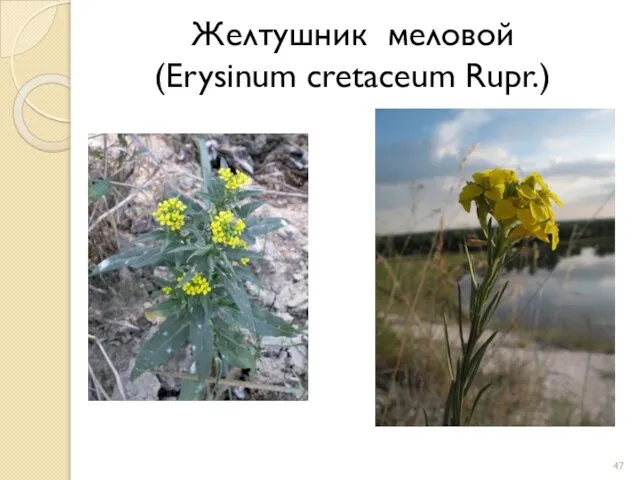 Желтушник меловой (Erysinum cretaceum Rupr.)