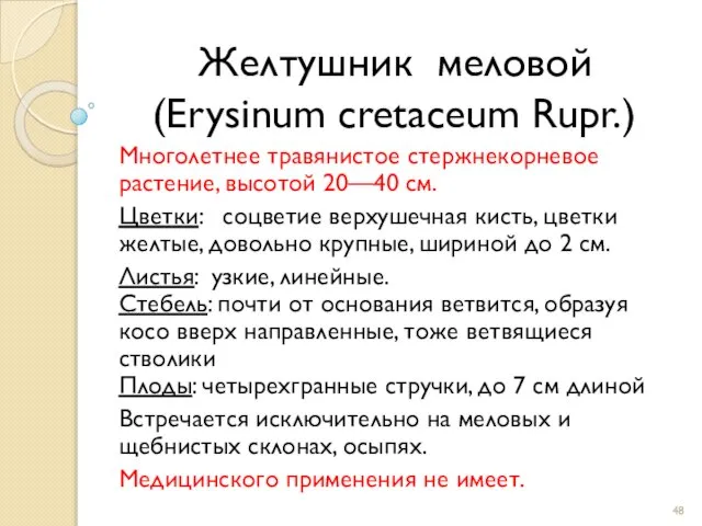 Желтушник меловой (Erysinum cretaceum Rupr.) Многолетнее травянистое стержнекорневое растение, высотой 20—40