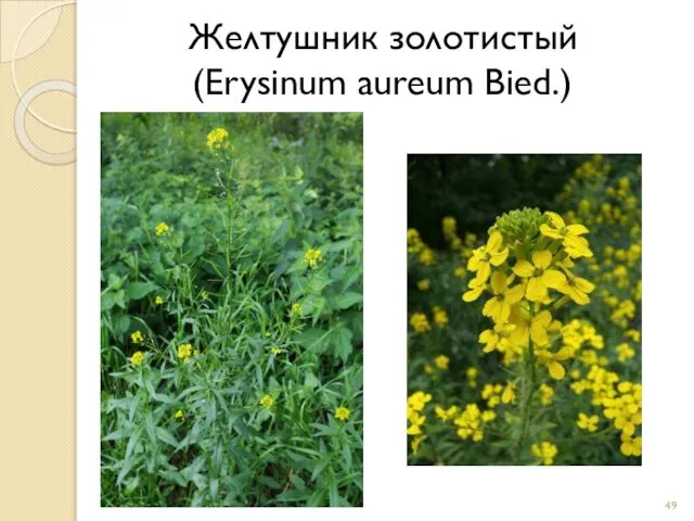 Желтушник золотистый (Erysinum aureum Bied.)