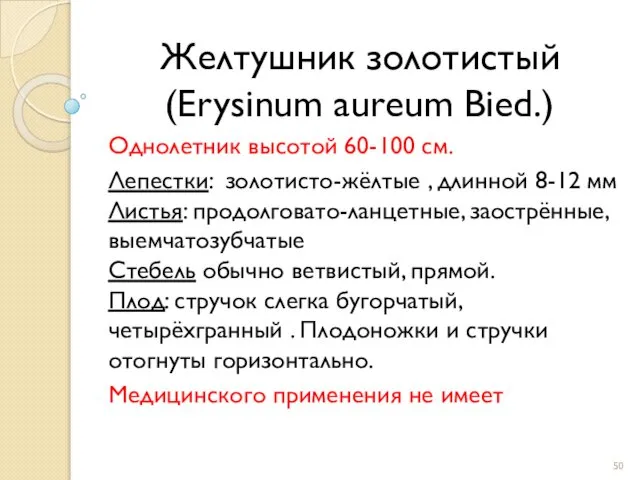 Желтушник золотистый (Erysinum aureum Bied.) Однолетник высотой 60-100 см. Лепестки: золотисто-жёлтые