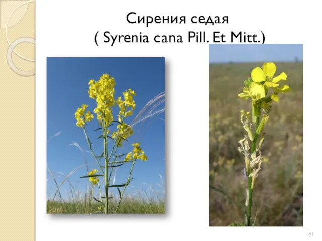 Сирения седая ( Syrenia cana Pill. Et Mitt.)