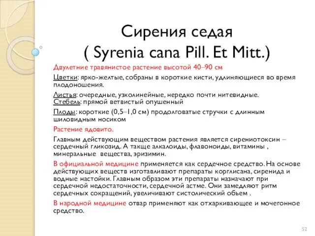 Сирения седая ( Syrenia cana Pill. Et Mitt.) Двулетние травянистое растение